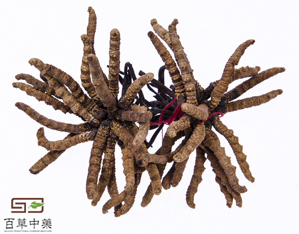 冬蟲(chóng)夏草